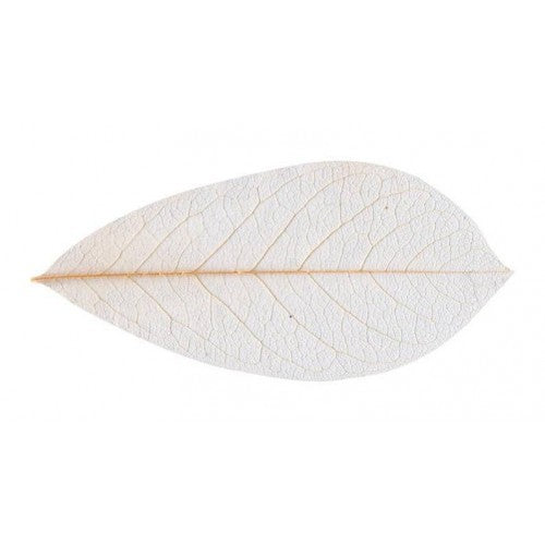 Skeleton Leaves Natural - 6cm x 13cm
